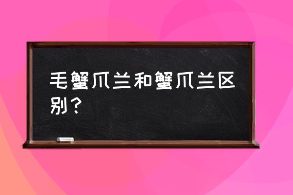 毛蟹爪莲和毛蟹爪兰 毛蟹爪兰和蟹爪兰区别？