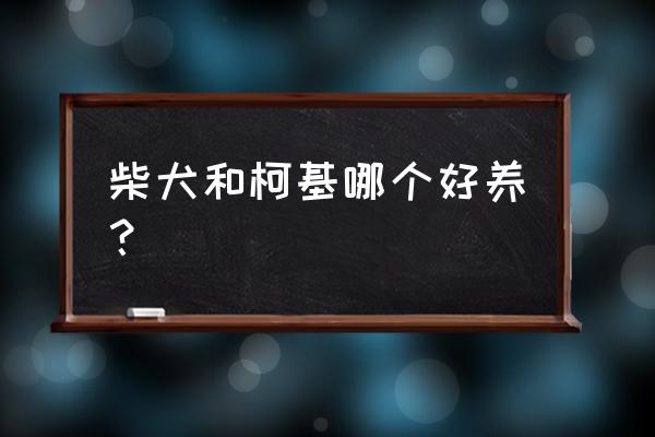 柯基犬和柴犬哪个好养 柴犬和柯基哪个好养？