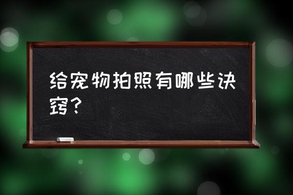 宠物摄影技巧 给宠物拍照有哪些诀窍？