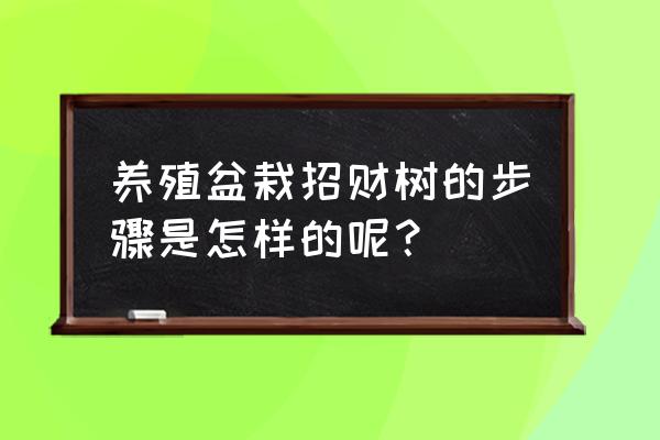 招财树的家庭养殖方法 养殖盆栽招财树的步骤是怎样的呢？