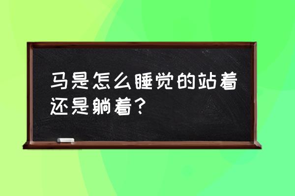 马睡觉是站着还是卧着 马是怎么睡觉的站着还是躺着？