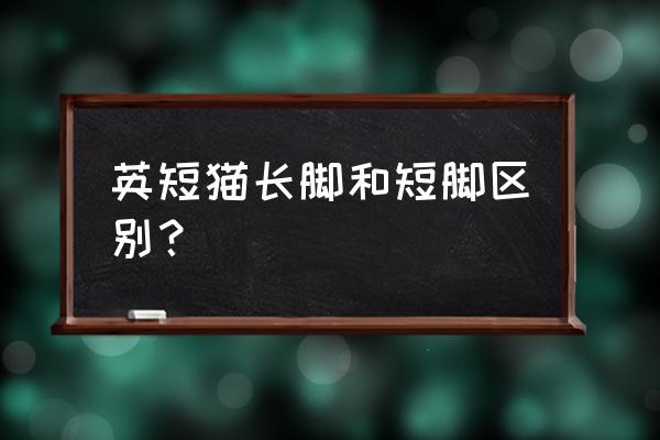 曼赤肯短脚猫 英短猫长脚和短脚区别？