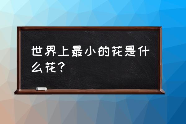 世界上最小的花朵 世界上最小的花是什么花？