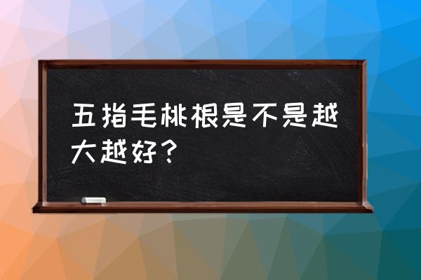 五指毛桃根是不是越大越好 五指毛桃根是不是越大越好？