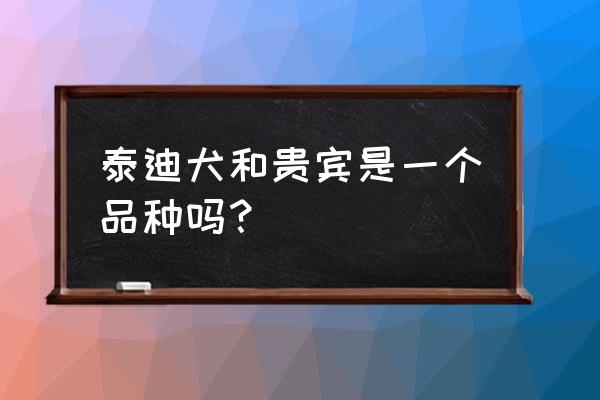 贵宾犬和泰迪是一个品种吗 泰迪犬和贵宾是一个品种吗？