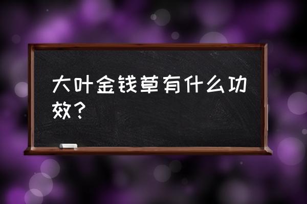 四川大金钱草的功效与作用 大叶金钱草有什么功效？