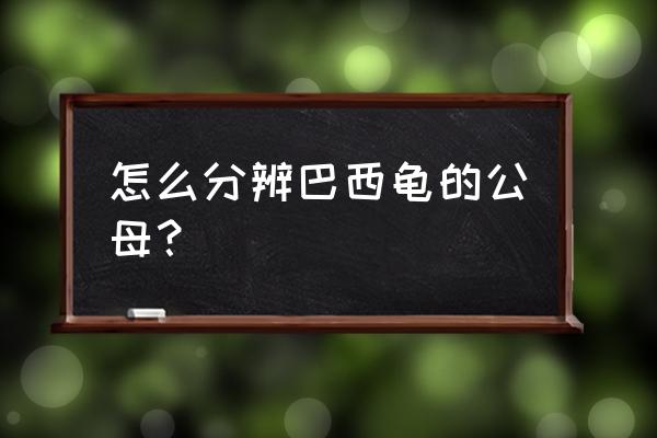 巴西龟怎么看公还是母 怎么分辨巴西龟的公母？