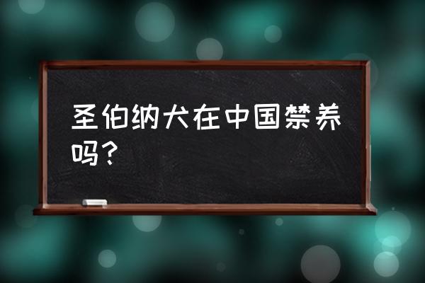 圣伯纳大种狗 圣伯纳犬在中国禁养吗？