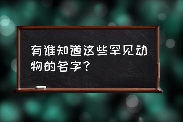 罕见动物大全介绍 有谁知道这些罕见动物的名字？