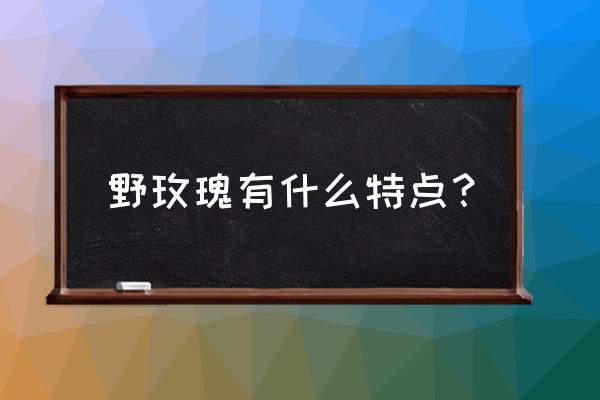 野玫瑰花功效 野玫瑰有什么特点？