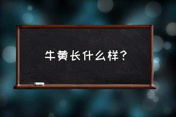 牛黄是什么样子 牛黄长什么样？