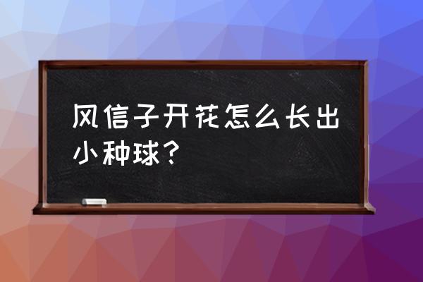 怎样使风信子种球长大 风信子开花怎么长出小种球？