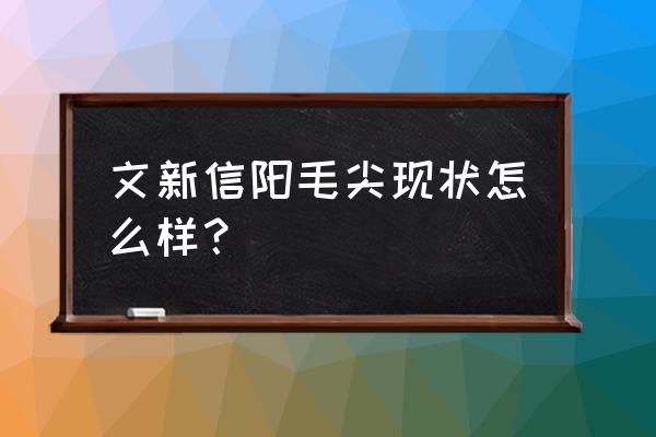 文新信阳毛尖品道 文新信阳毛尖现状怎么样？