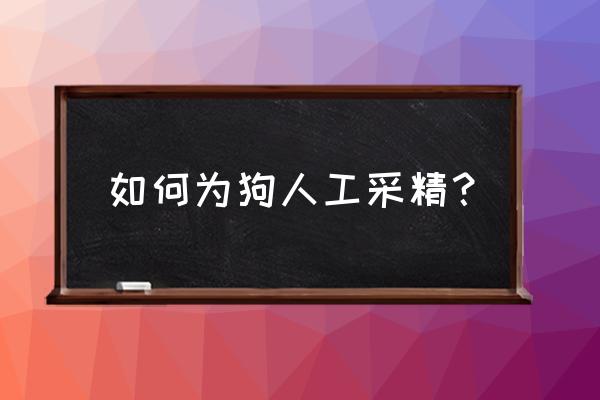 采精小蝴蝶是哪个女的 如何为狗人工采精？