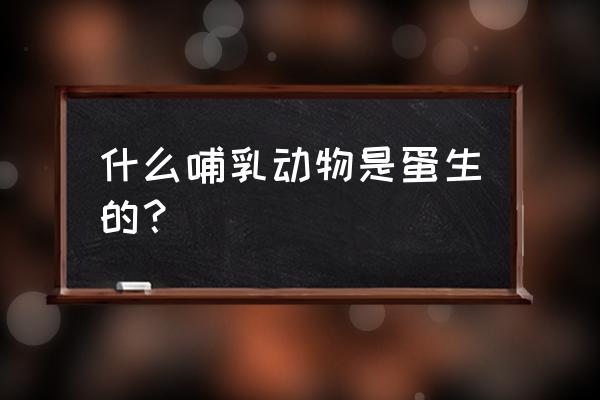 产卵的哺乳动物 什么哺乳动物是蛋生的？