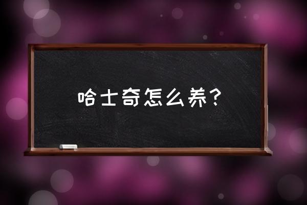 养哈士奇指南 哈士奇怎么养？