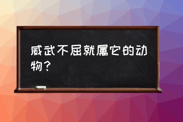 威武不能屈指什么生肖 威武不屈就属它的动物？