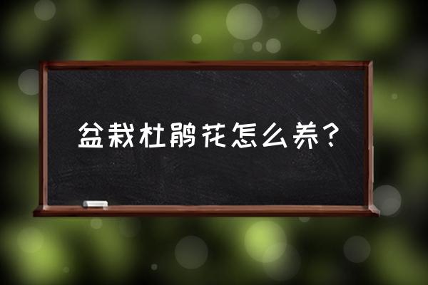 杜鹃花在家里怎样才能养好 盆栽杜鹃花怎么养？