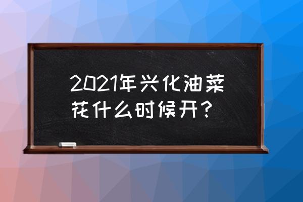 兴化油菜花几月开 2021年兴化油菜花什么时候开？