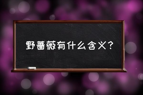 野蔷薇花寓意 野蔷薇有什么含义？