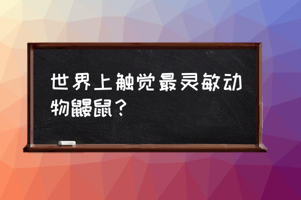 星鼻鼹鼠存在的意义 世界上触觉最灵敏动物鼹鼠？