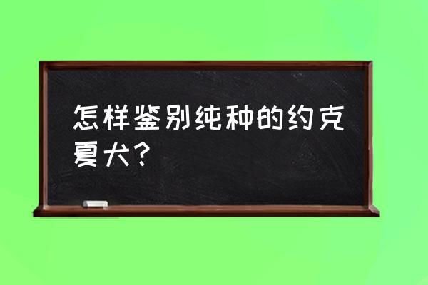 纯种约克夏梗 怎样鉴别纯种的约克夏犬？