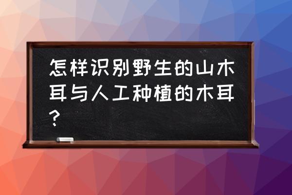 野生木耳和人工木耳 怎样识别野生的山木耳与人工种植的木耳？