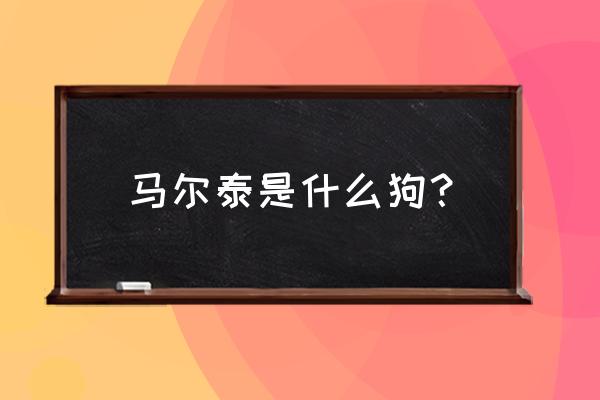 韩国马尔泰狗狗 马尔泰是什么狗？