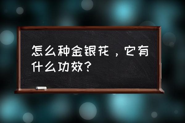 金银花子有什么功效 怎么种金银花，它有什么功效？