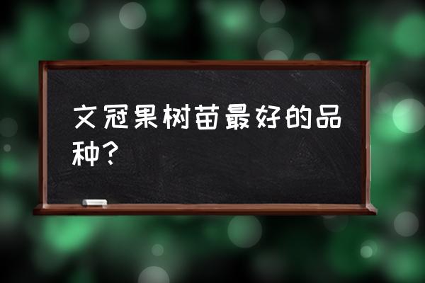 受欢迎的文冠果苗 文冠果树苗最好的品种？