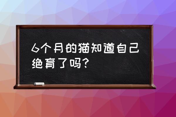 猫咪知道自己被绝育了 6个月的猫知道自己绝育了吗？