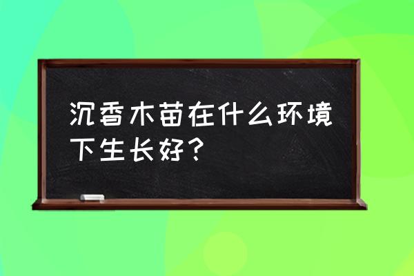 沉香树苗生长条件 沉香木苗在什么环境下生长好？