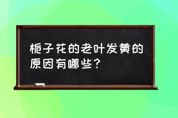 栀子花老叶黄叶是什么原因 栀子花的老叶发黄的原因有哪些？