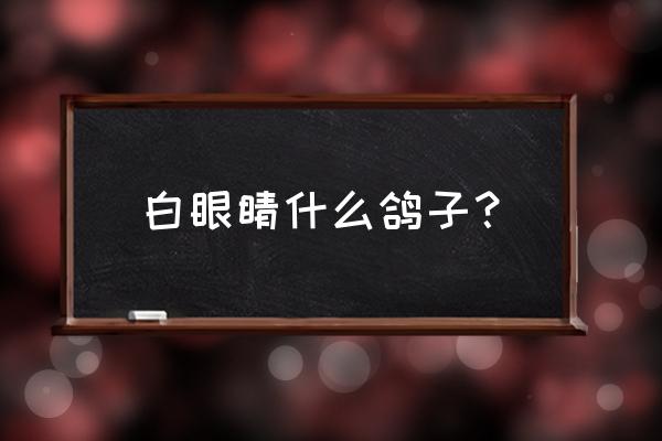 白羽王鸽简介 白眼睛什么鸽子？