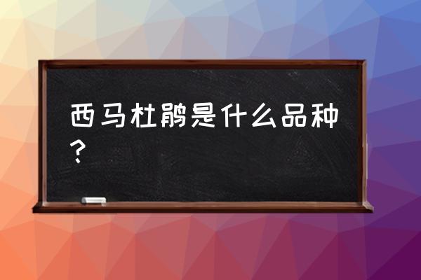 比利时杜鹃的价值 西马杜鹃是什么品种？