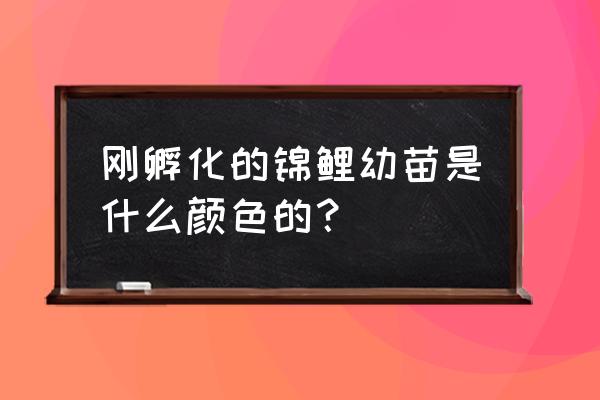 锦鲤鱼苗是什么颜色 刚孵化的锦鲤幼苗是什么颜色的？