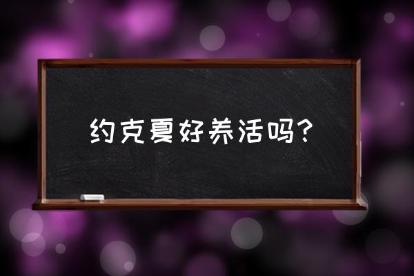 养约克夏梗麻烦吗 约克夏好养活吗？