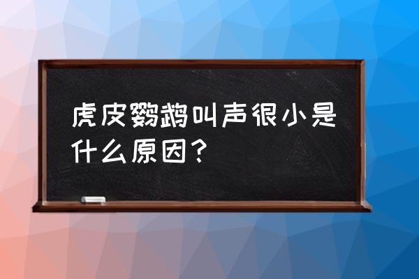 虎皮鹦鹉小声叫 虎皮鹦鹉叫声很小是什么原因？