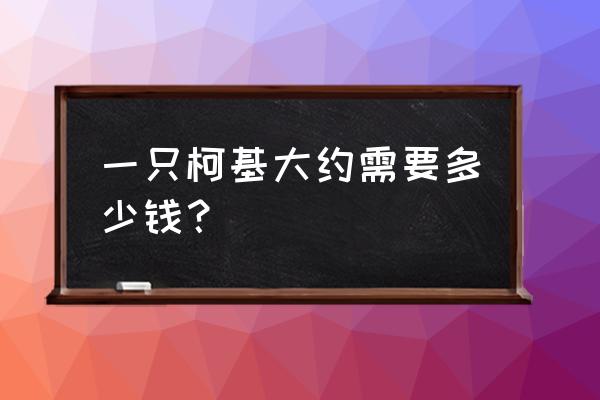 柯基市场价多少钱一只 一只柯基大约需要多少钱？