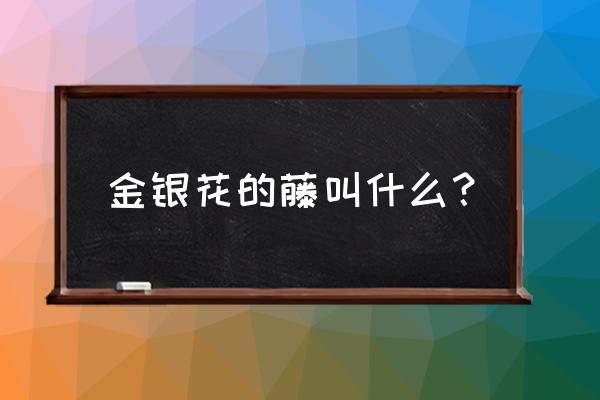 金银花藤叫什么 金银花的藤叫什么？