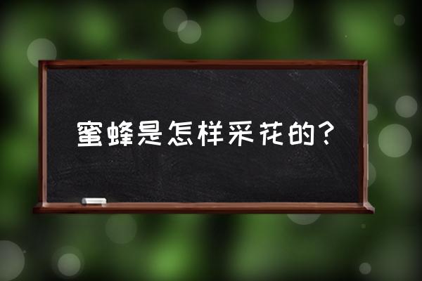 蜜蜂采花的过程 蜜蜂是怎样采花的？