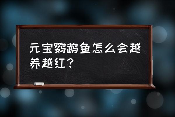 元宝鹦鹉鱼怎么养最红 元宝鹦鹉鱼怎么会越养越红？