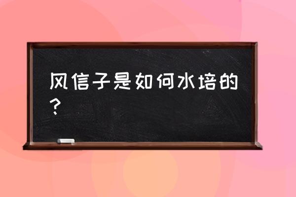 风信子的水培方法 风信子是如何水培的？