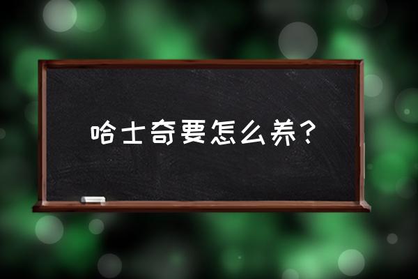 养哈士奇最正确的方法 哈士奇要怎么养？