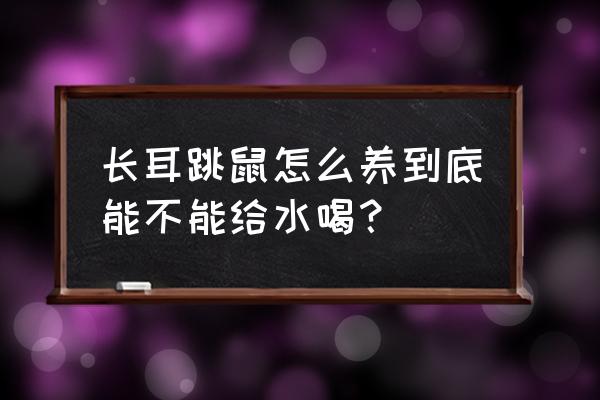 长耳跳鼠能个人饲养吗 长耳跳鼠怎么养到底能不能给水喝？