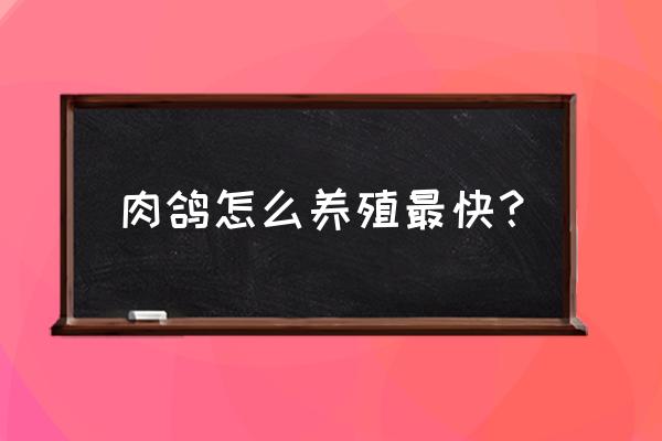 肉鸽子养殖 肉鸽怎么养殖最快？