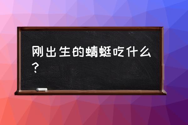 小蜻蜓吃什么呢 刚出生的蜻蜓吃什么？