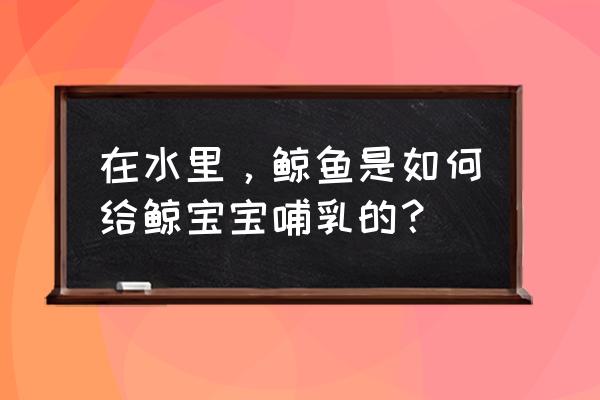 鲸鱼宝宝是谁 在水里，鲸鱼是如何给鲸宝宝哺乳的？