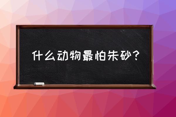 什么属相不能佩戴朱砂 什么动物最怕朱砂？