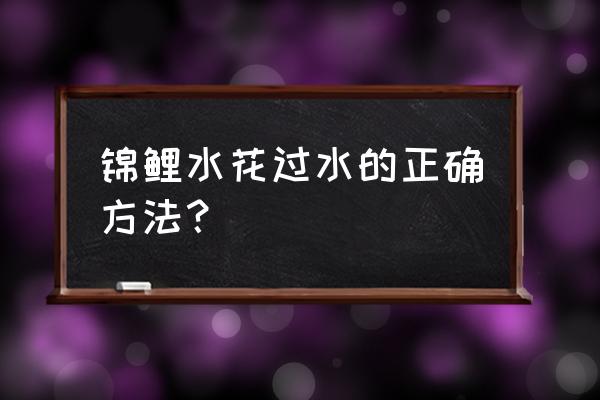 锦鲤吸水要点 锦鲤水花过水的正确方法？